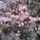 IMG_20130317_191033_876