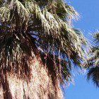 palms