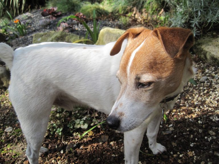 Remembering Finnegan, 2001 – 2017