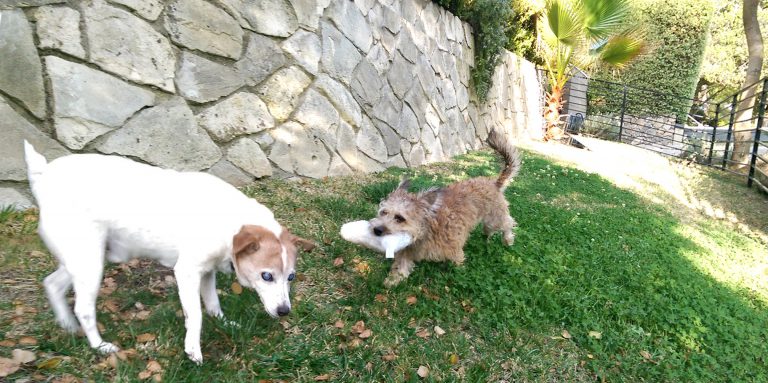 Puppy Medicine