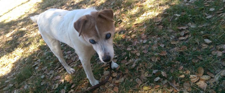 My Dog’s Pot Club