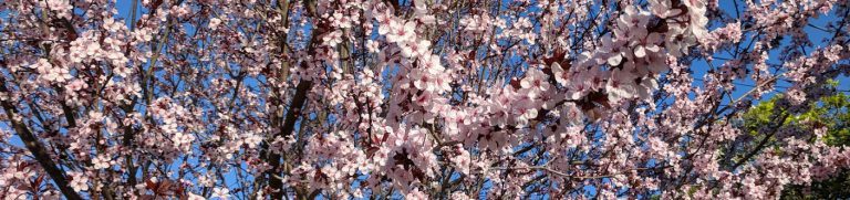 Anniversary, with Tween